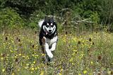 ALASKAN MALAMUTE 355